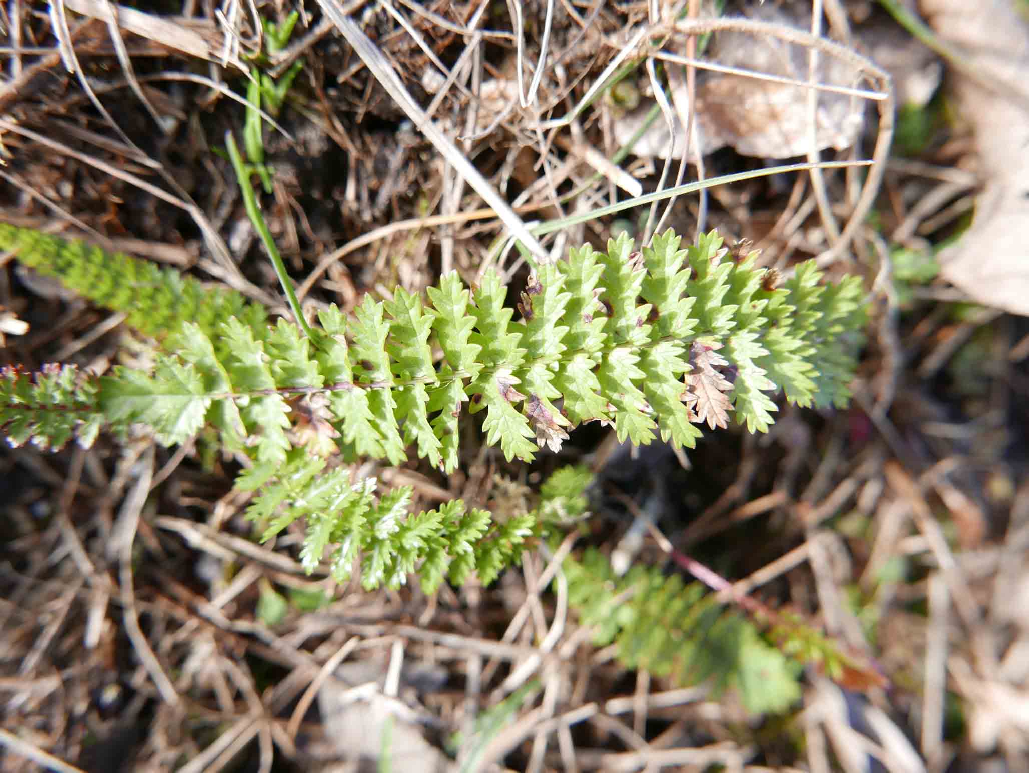 Filipendula vulgaris